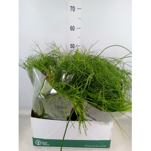 Rhipsalis   ...