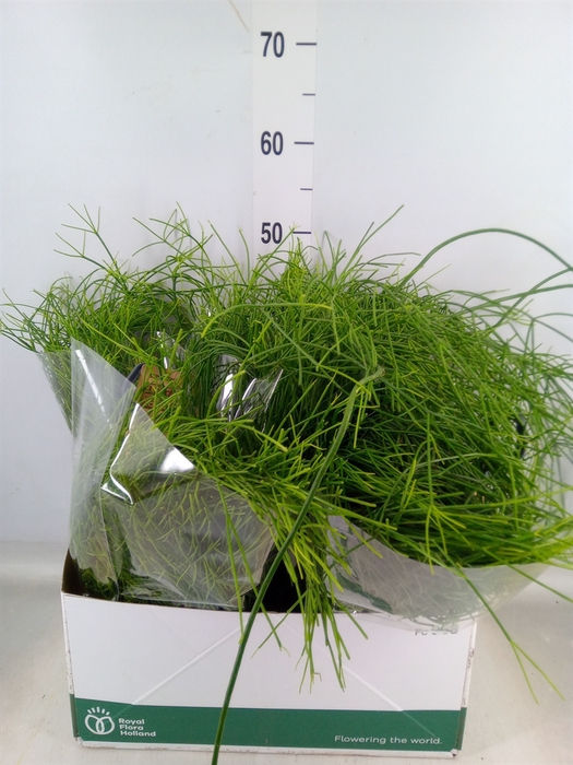 <h4>Rhipsalis   ...</h4>