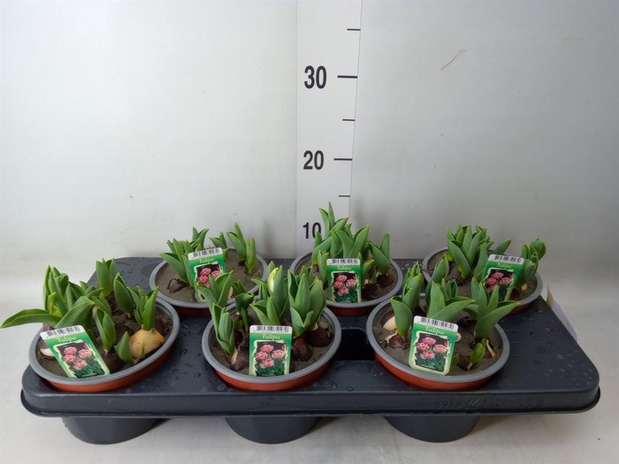 <h4>Tulipa DU   ...</h4>