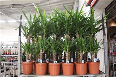 <h4>Yucca 60-30-20 Cm Meerkop</h4>