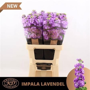 Matth Impala Lavende