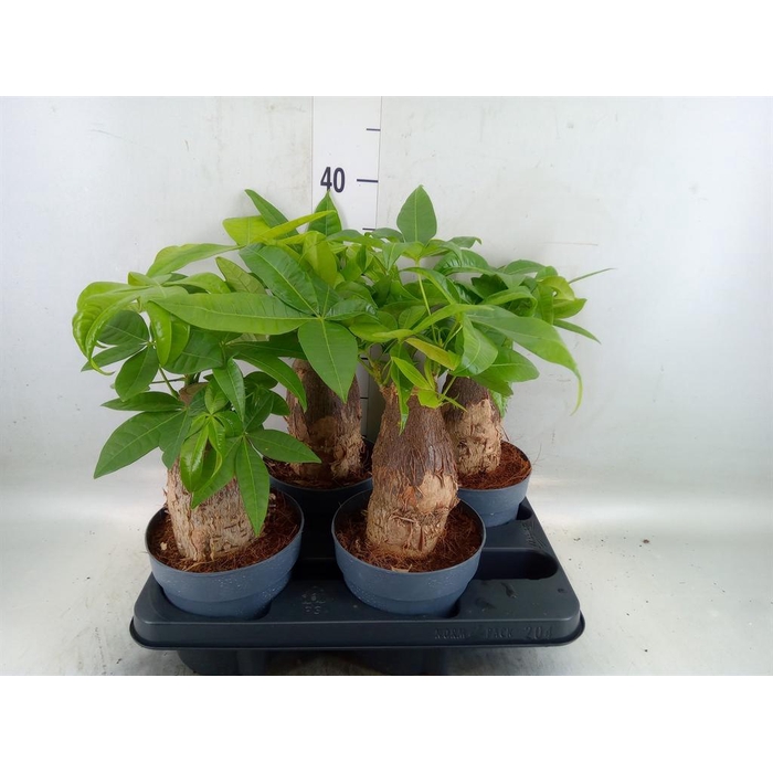<h4>Pachira aquatica</h4>
