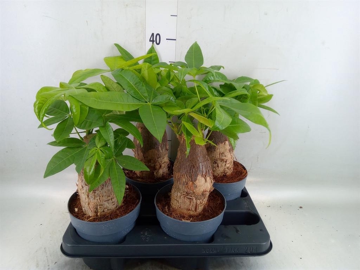 <h4>Pachira aquatica</h4>