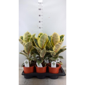 Ficus elastica 'Tineke'