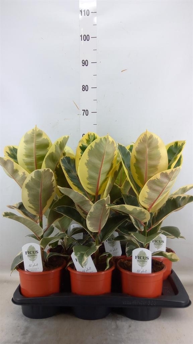 <h4>Ficus elastica 'Tineke'</h4>