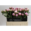Paeonia Sarah Bernhardt