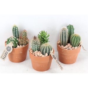 arr3 UB - Terra cotta x9 cactus