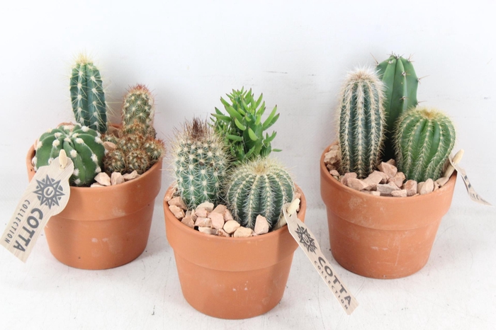 <h4>arr3 UB - Terra cotta x9 cactus</h4>