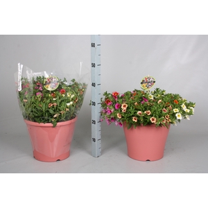 CALIB MINIF GEM POT