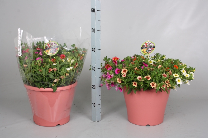 <h4>CALIB MINIF GEM POT</h4>