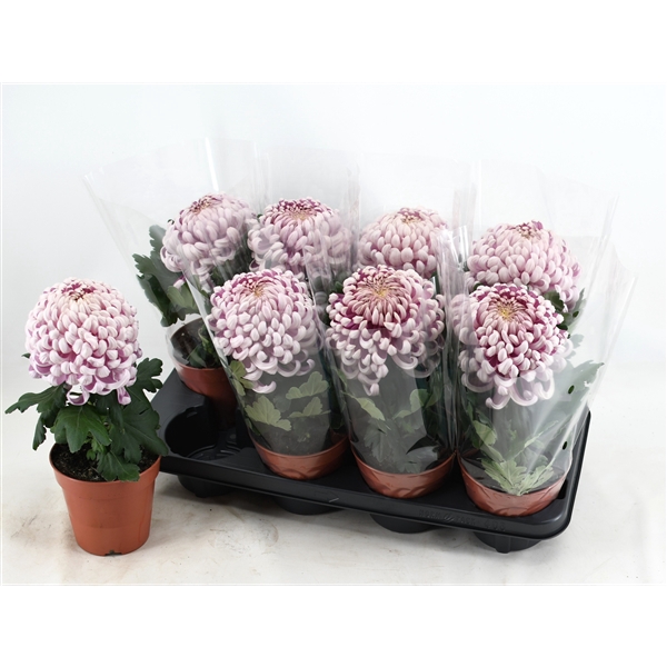 Chrysanne CoCo Pink