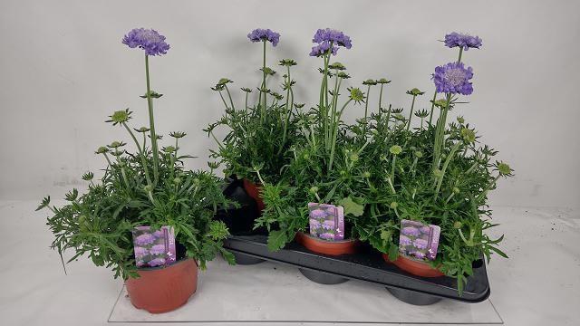 <h4>SCAB COLUMBARIA</h4>