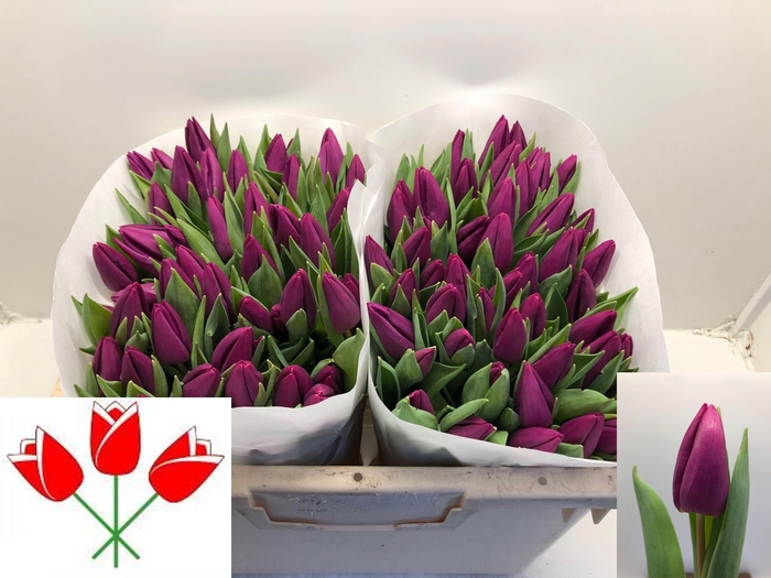 <h4>TU EN PURPLE PRINCE</h4>