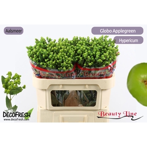 HYP GLOBO APPLEGREEN