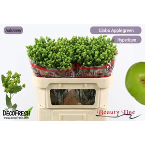 HYP GLOBO APPLEGREEN