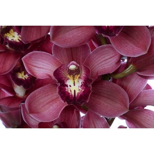 CYMB GR BELTA BELTA 50CM X 12