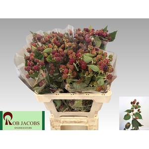 RUBUS FR CHESTER