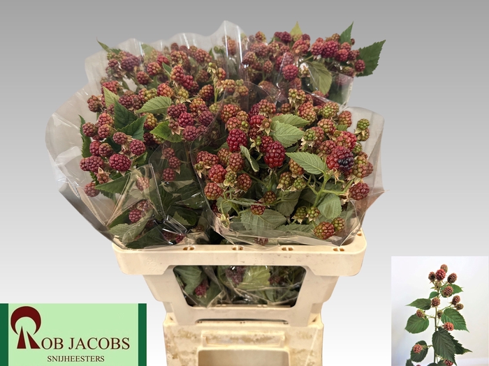 <h4>RUBUS FR CHESTER</h4>