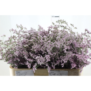 LIMONIUM 070 CM ROSA
