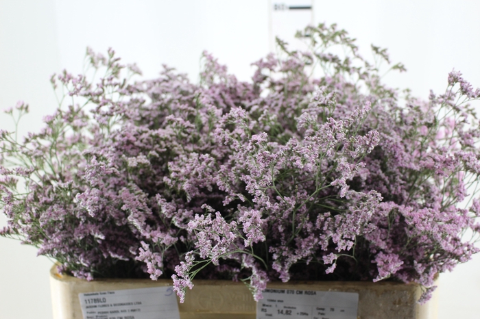 <h4>LIMONIUM 070 CM ROSA</h4>