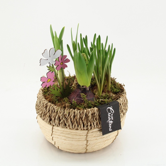 <h4>BLCR-2623 Bulbs creations</h4>