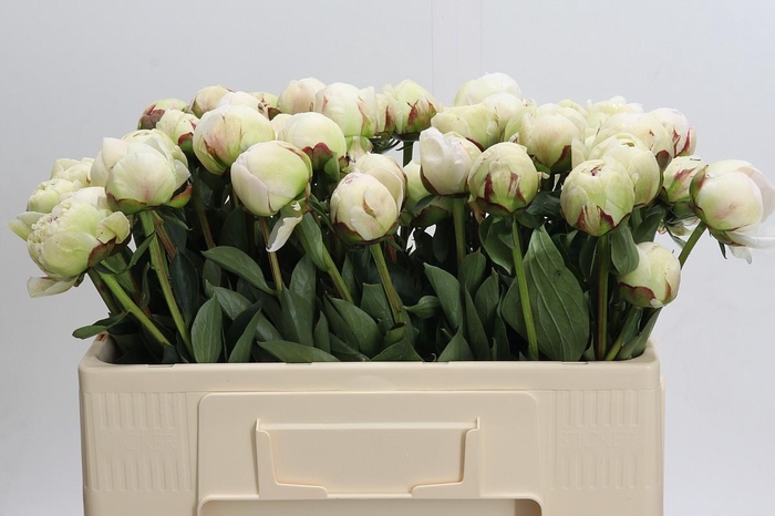 <h4>Paeonia Odile</h4>