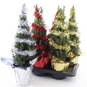 PICEA GL PERFECTA