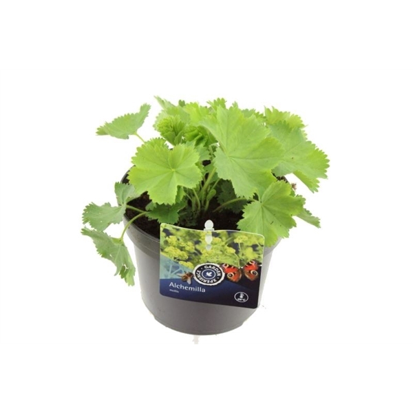 <h4>Alchemilla mollis</h4>