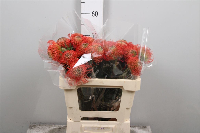 <h4>Leuco Succession</h4>