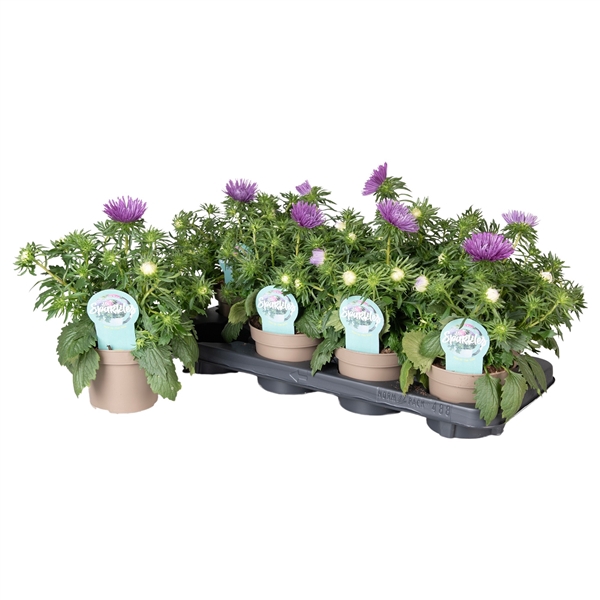 <h4>Callistephus Chinensis Blauw met steeketiket</h4>
