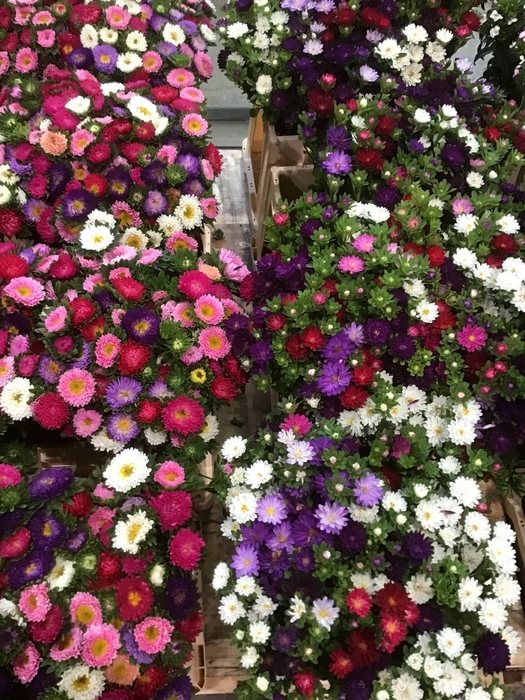 CALLIS MATSUMOTO MIX