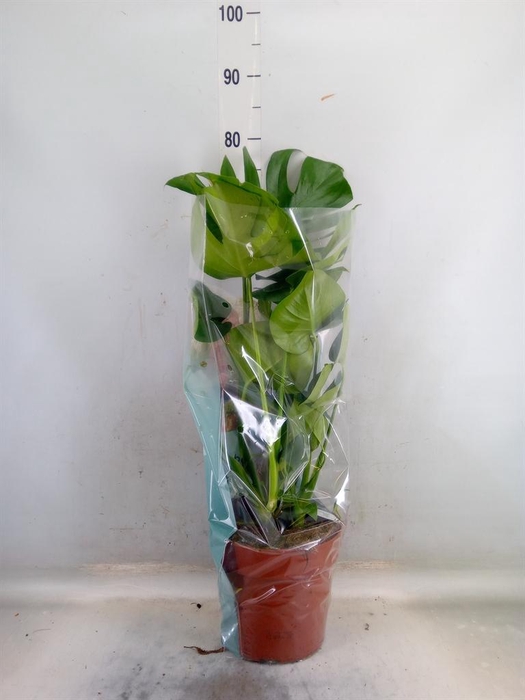 <h4>Monstera delic.</h4>