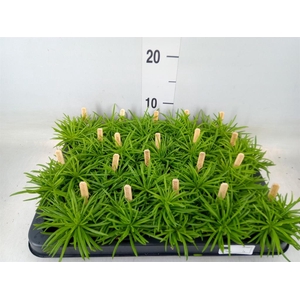 Senecio archeri 'Himalaya'