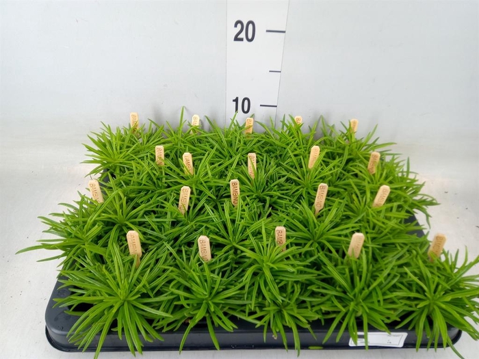 <h4>Senecio archeri 'Himalaya'</h4>