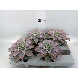 Echeveria   ...