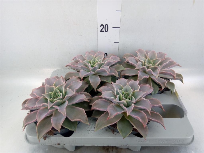 <h4>Echeveria   ...</h4>