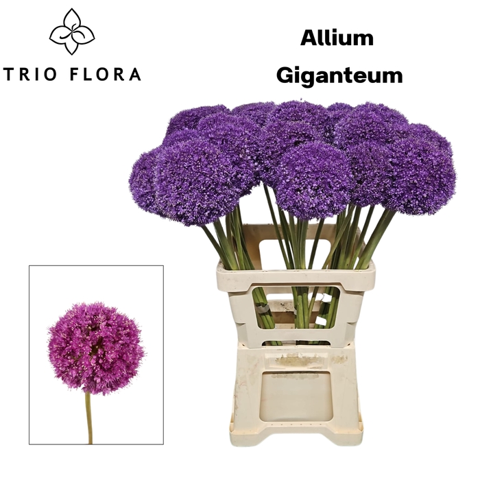 <h4>ALLIUM GIGANTEUM 70 cm 996 x 30</h4>