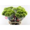 Dianthus Br Kiwi Mellow