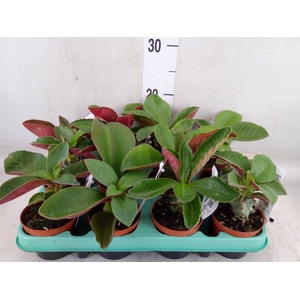 Euphorbia   ...