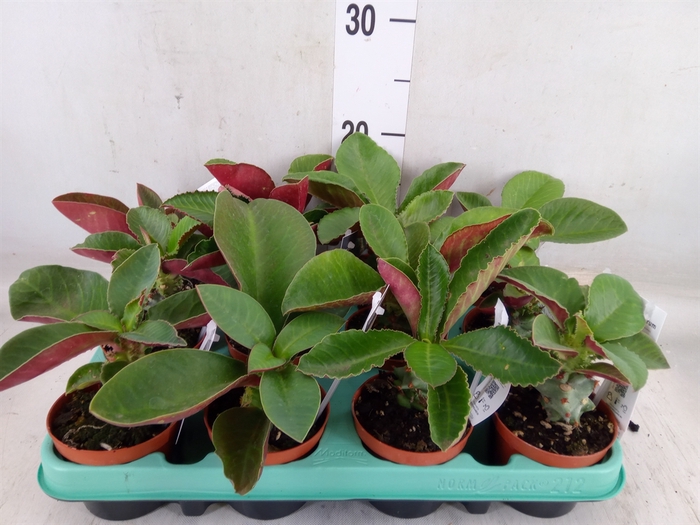 <h4>Euphorbia   ...</h4>