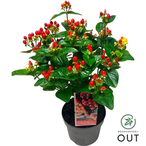 Hypericum Miracle Attraction C2