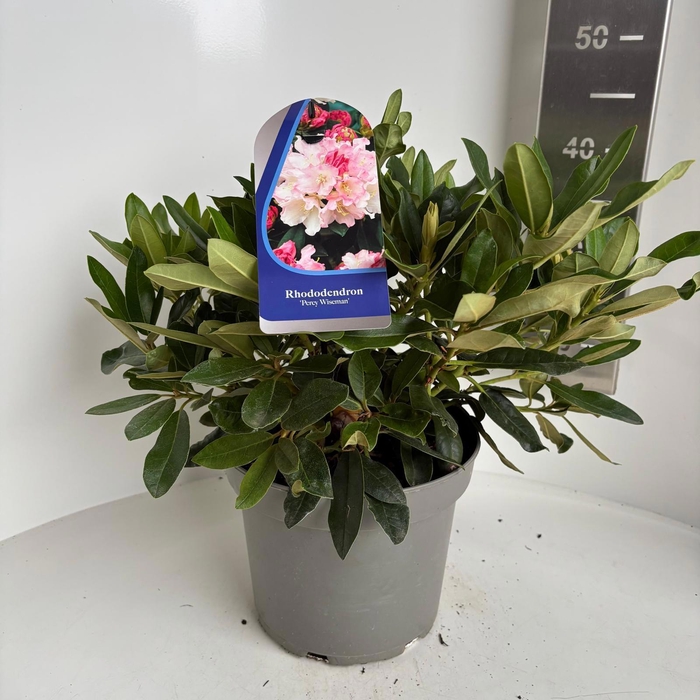 <h4>Rhododendron (Y) 'Percy Wiseman'</h4>