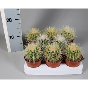 Echinocactus grusonii 8,5 cm