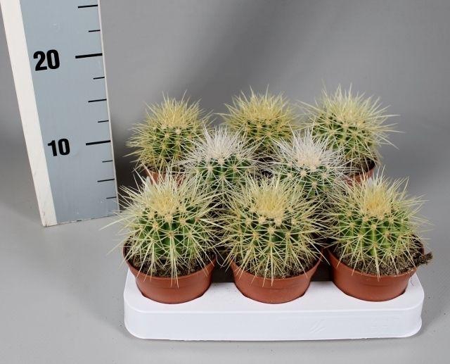 <h4>Echinocactus grusonii 8,5 cm</h4>
