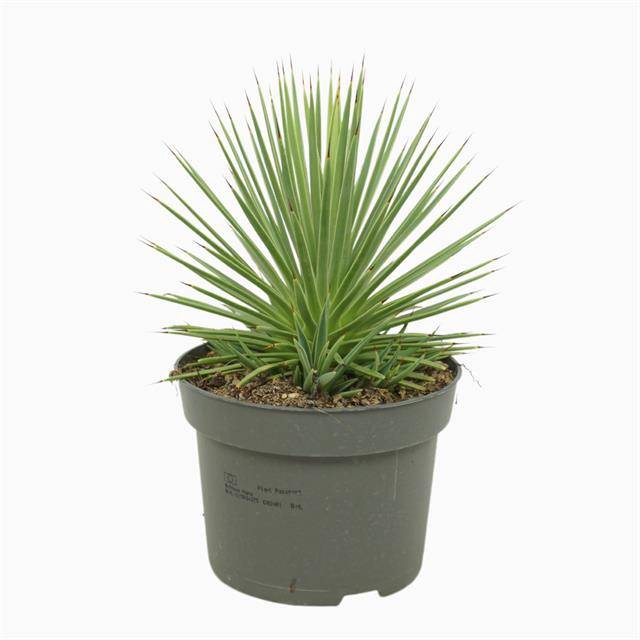<h4>Agave stricta Nana</h4>