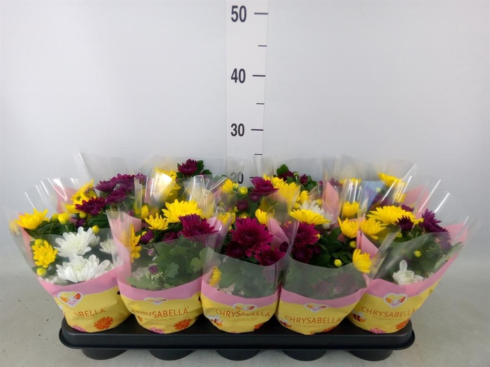 <h4>Chrysanthemum   ..mix/pot</h4>