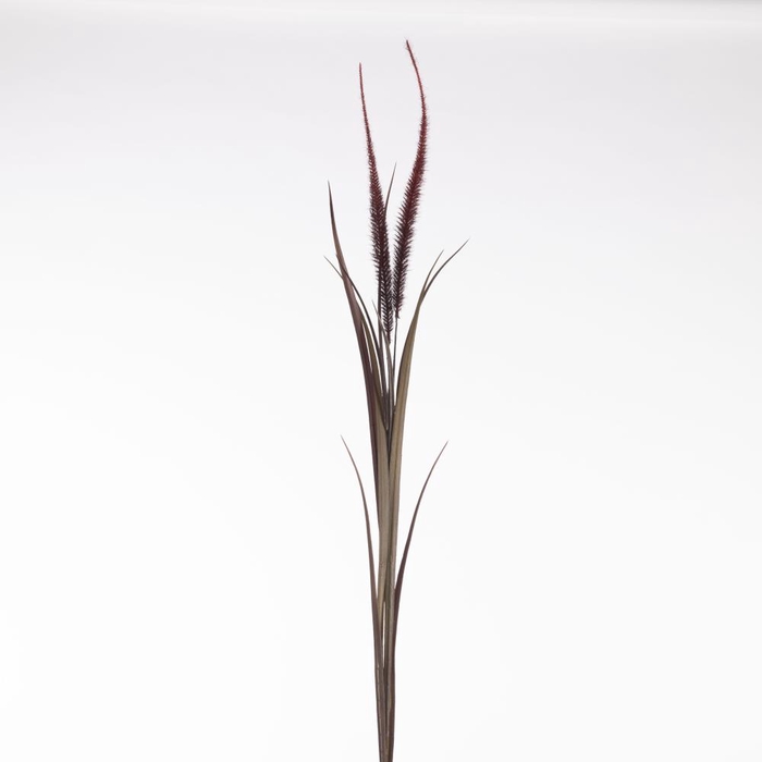 AF Pennisetum x2 L122cm Red
