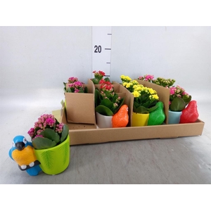 Arr.    Planten  L%