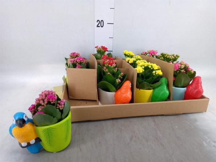 <h4>Arr.    Planten  L%</h4>