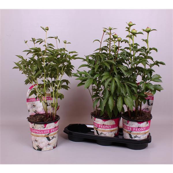 <h4>Paeonia 19CM Wit Longlife</h4>
